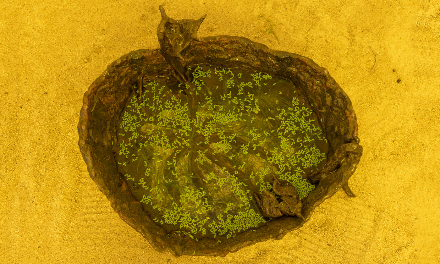 ASMA, "Instar" (detail), 2019, Foami, résine, sable volcanique, ciment  (eau et mousse aquatique font partie de l'installation), 11" x 13" x 6 1/2". Gracieuseté de l'artiste.