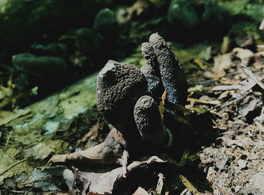 n/o, 2019. © Frédéric Lavoie